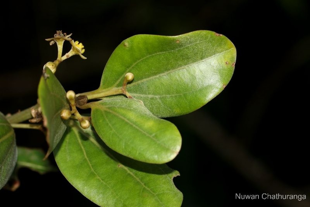 Cinnamomum ovalifolium Wight